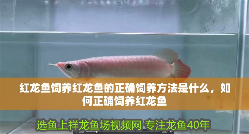 紅龍魚飼養紅龍魚的正確飼養方法是什么，如何正確飼養紅龍魚