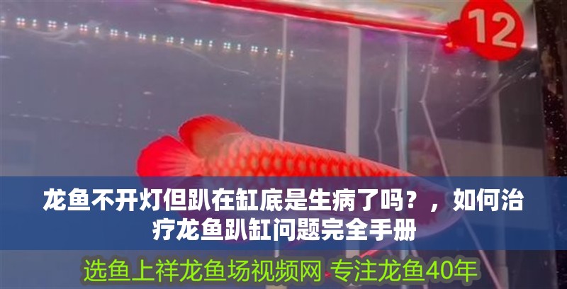 龍魚不開燈但趴在缸底是生病了嗎？，如何治療龍魚趴缸問題完全手冊