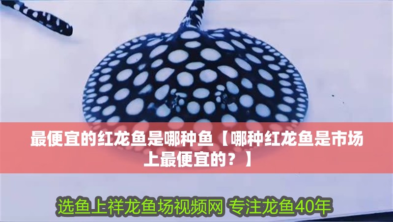 最便宜的紅龍魚是哪種魚【哪種紅龍魚是市場上最便宜的？】