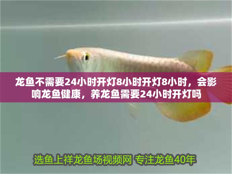 龍魚不需要24小時開燈8小時開燈8小時，會影響龍魚健康，養龍魚需要24小時開燈嗎