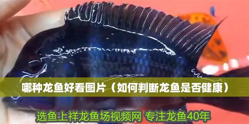 哪種龍魚好看圖片（如何判斷龍魚是否健康）