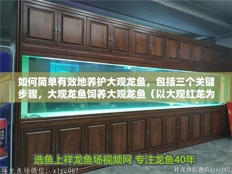 如何簡單有效地養護大觀龍魚，包括三個關鍵步驟，大觀龍魚飼養大觀龍魚（以大觀紅龍為例）最核心的三個關鍵步驟