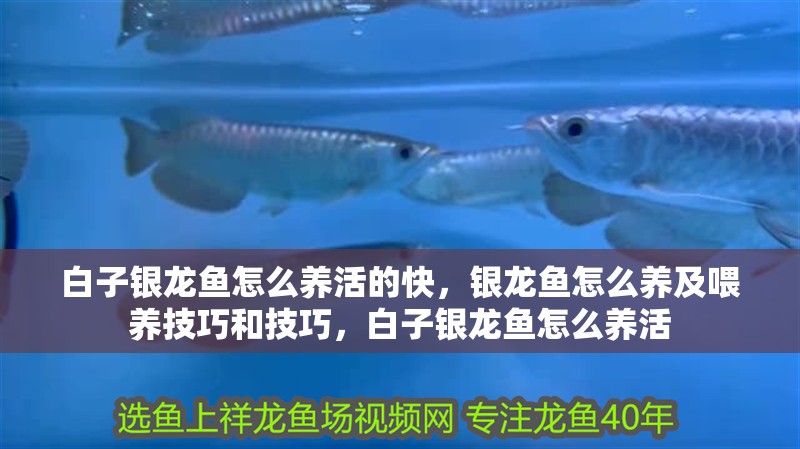 白子銀龍魚怎么養(yǎng)活的快，銀龍魚怎么養(yǎng)及喂養(yǎng)技巧和技巧，白子銀龍魚怎么養(yǎng)活
