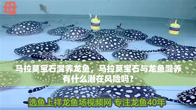 馬拉莫寶石混養龍魚，馬拉莫寶石與龍魚混養有什么潛在風險嗎？