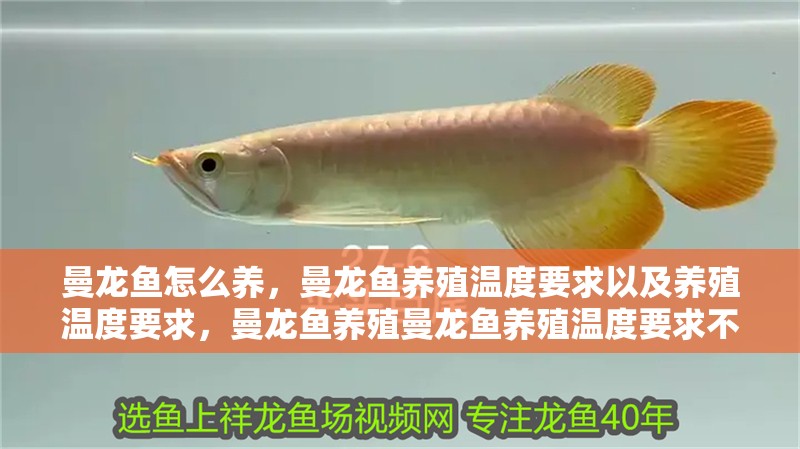 曼龍魚怎么養，曼龍魚養殖溫度要求以及養殖溫度要求，曼龍魚養殖曼龍魚養殖溫度要求不重要