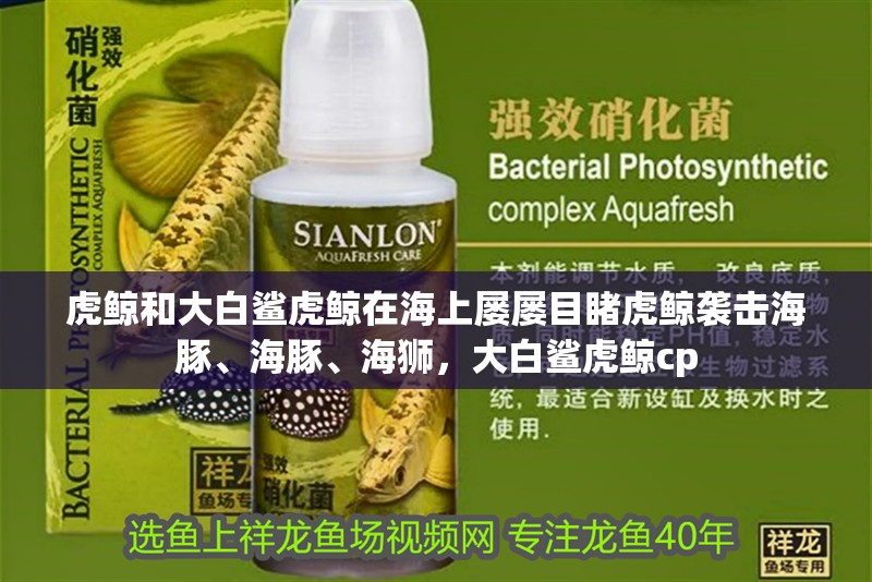 虎鯨和大白鯊虎鯨在海上屢屢目睹虎鯨襲擊海豚、海豚、海獅，大白鯊虎鯨cp