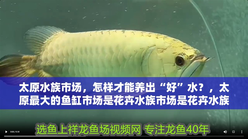 太原水族市場，怎樣才能養出“好”水？，太原最大的魚缸市場是花卉水族市場是花卉水族市場