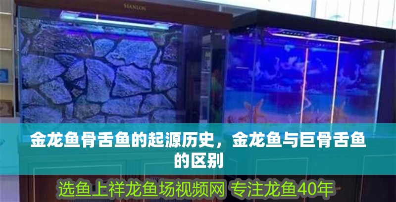 金龍魚骨舌魚的起源歷史，金龍魚與巨骨舌魚的區別