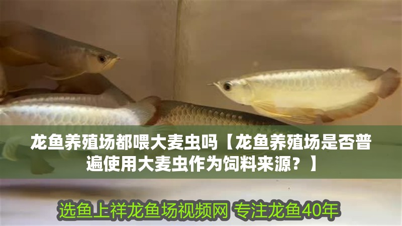 龍魚養殖場都喂大麥蟲嗎【龍魚養殖場是否普遍使用大麥蟲作為飼料來源？】