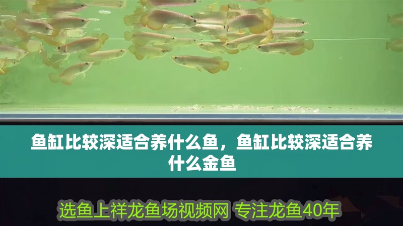魚缸比較深適合養(yǎng)什么魚，魚缸比較深適合養(yǎng)什么金魚