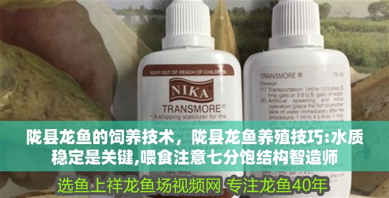 隴縣龍魚的飼養(yǎng)技術(shù)，隴縣龍魚養(yǎng)殖技巧:水質(zhì)穩(wěn)定是關(guān)鍵,喂食注意七分飽結(jié)構(gòu)智造師