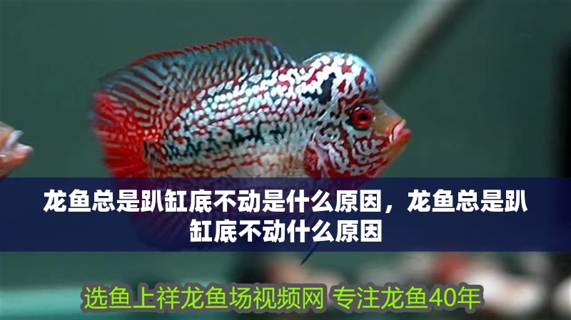 龍魚總是趴缸底不動(dòng)是什么原因，龍魚總是趴缸底不動(dòng)什么原因