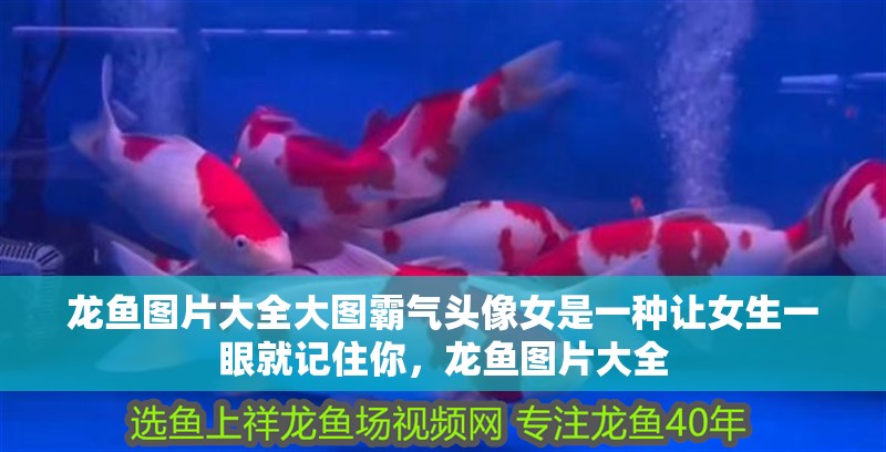 龍魚圖片大全大圖霸氣頭像女是一種讓女生一眼就記住你，龍魚圖片大全