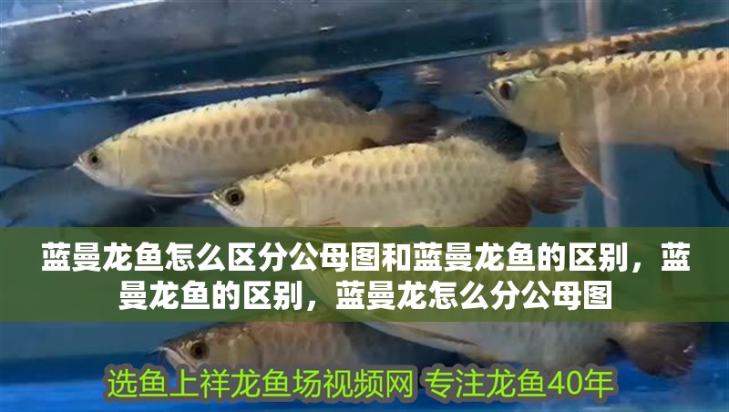 藍曼龍魚怎么區分公母圖和藍曼龍魚的區別，藍曼龍魚的區別，藍曼龍怎么分公母圖