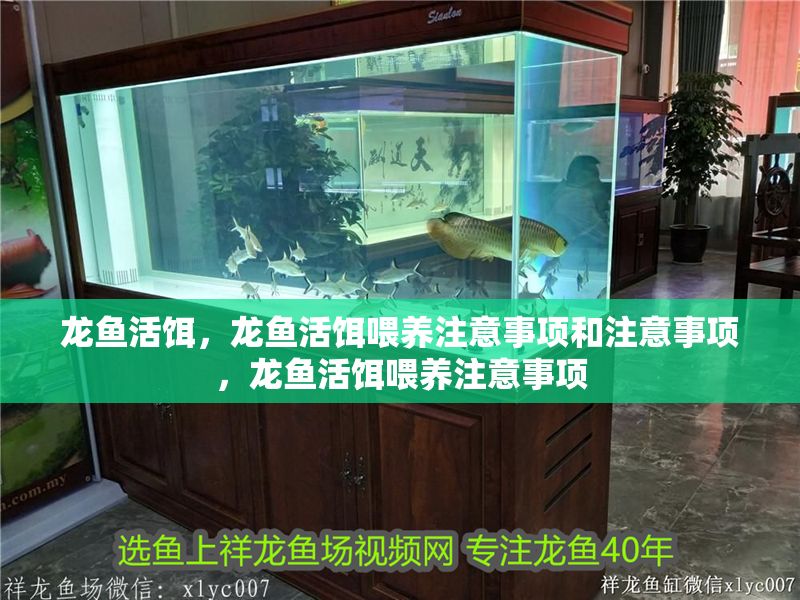 龍魚活餌，龍魚活餌喂養注意事項和注意事項，龍魚活餌喂養注意事項