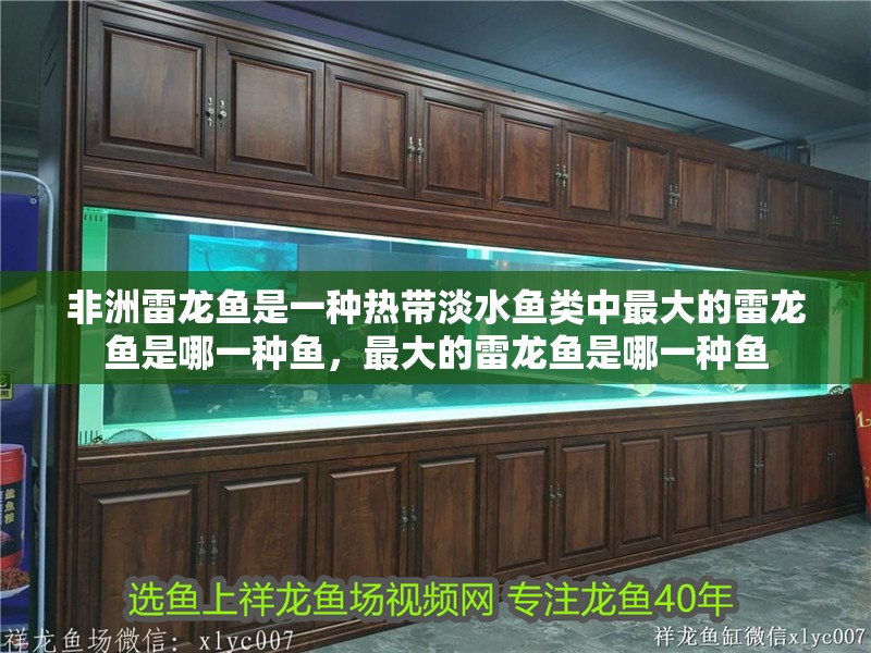 非洲雷龍魚是一種熱帶淡水魚類中最大的雷龍魚是哪一種魚，最大的雷龍魚是哪一種魚