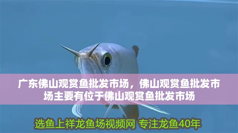 廣東<strong><mark>佛山</mark></strong>觀賞魚批發市場，<strong><mark>佛山</mark></strong>觀賞魚批發市場主要有位于<strong><mark>佛山</mark></strong>觀賞魚批發市場