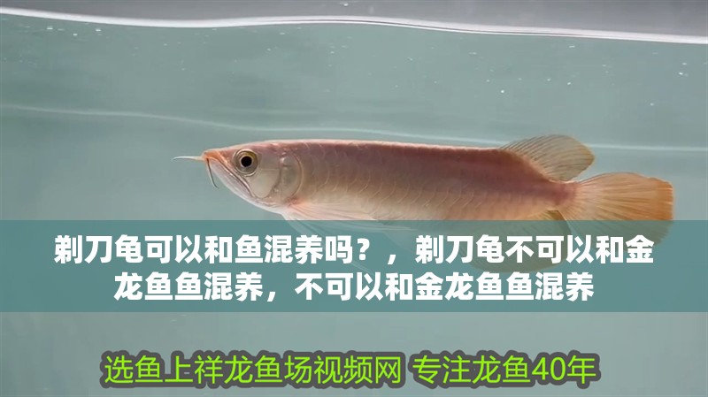剃刀龜可以和魚混養嗎？，剃刀龜不可以和金龍魚魚混養，不可以和金龍魚魚混養