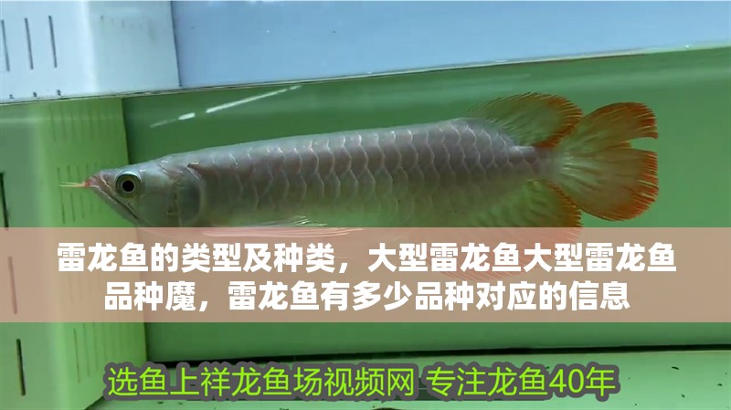 雷龍魚的類型及種類，大型雷龍魚大型雷龍魚品種魔，雷龍魚有多少品種對應的信息