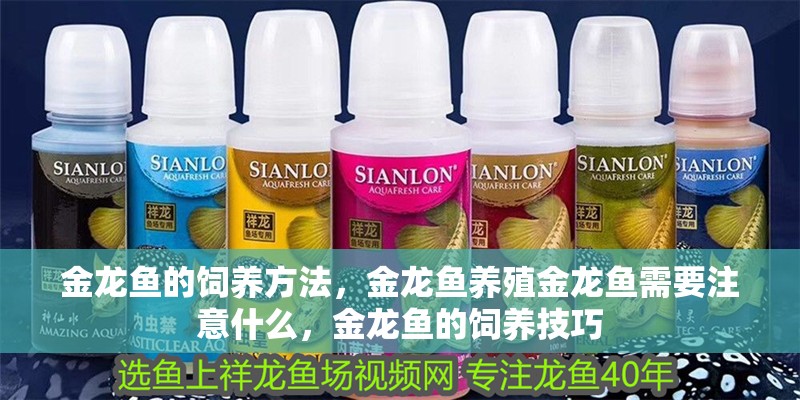 金龍魚的飼養方法，金龍魚養殖金龍魚需要注意什么，金龍魚的飼養技巧