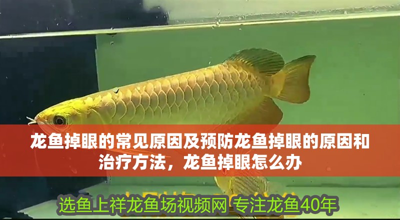龍魚(yú)掉眼的常見(jiàn)原因及預(yù)防龍魚(yú)掉眼的原因和治療方法，龍魚(yú)掉眼怎么辦