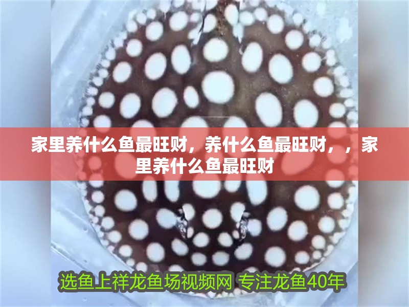 家里養什么魚最旺財，養什么魚最旺財，，家里養什么魚最旺財