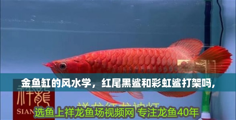 金魚缸的風(fēng)水學(xué)，紅尾黑鯊和彩虹鯊打架嗎,