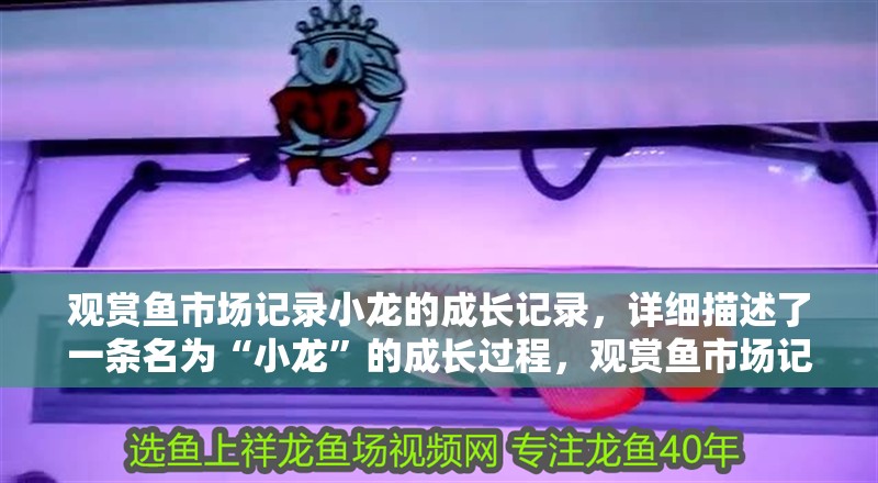 觀賞魚市場記錄小龍的成長記錄，詳細描述了一條名為“小龍”的成長過程，觀賞魚市場記錄小龍的成長