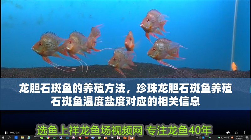 龍膽石斑魚(yú)的養(yǎng)殖方法，珍珠龍膽石斑魚(yú)養(yǎng)殖石斑魚(yú)溫度鹽度對(duì)應(yīng)的相關(guān)信息
