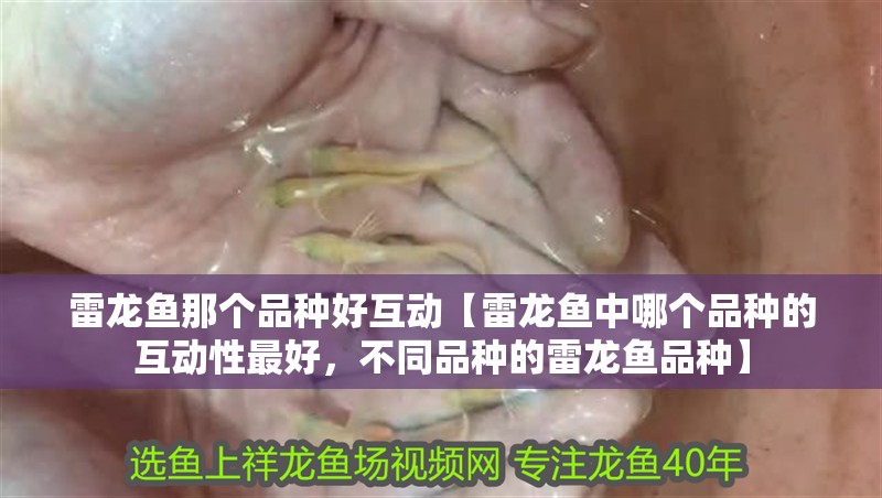 雷龍魚那個品種好互動【雷龍魚中哪個品種的互動性最好，不同品種的雷龍魚品種】