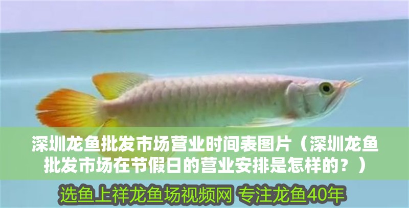 <strong><mark>深圳</mark></strong>龍魚批發市場營業時間表圖片（<strong><mark>深圳</mark></strong>龍魚批發市場在節假日的營業安排是怎樣的？）