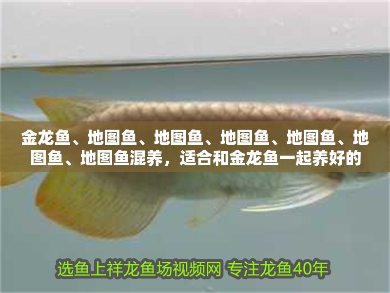 金龍魚、地圖魚、地圖魚、地圖魚、地圖魚、地圖魚、地圖魚混養，適合和金龍魚一起養好的魚有哪些？
