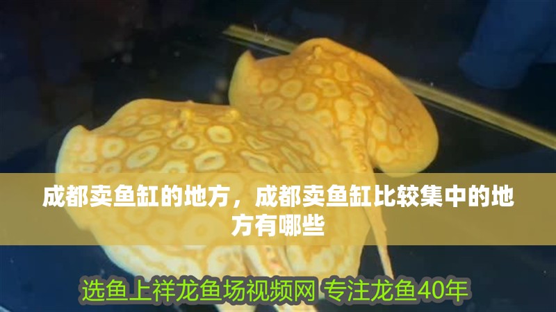 成都賣魚缸的地方，成都賣魚缸比較集中的地方有哪些
