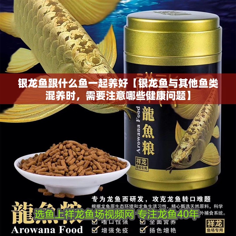 銀龍魚跟什么魚一起養好【銀龍魚與其他魚類混養時，需要注意哪些健康問題】