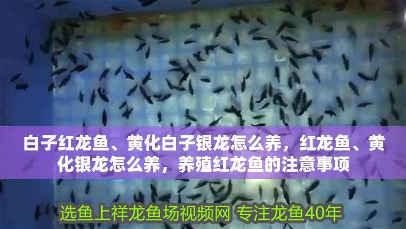 白子紅龍魚、黃化白子銀龍怎么養，紅龍魚、黃化銀龍怎么養，養殖紅龍魚的注意事項