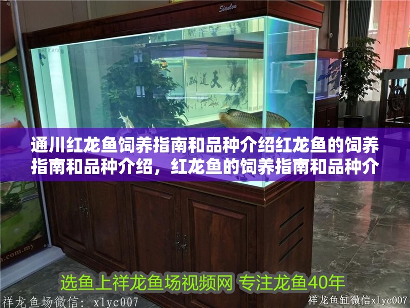 通川紅龍魚飼養指南和品種介紹紅龍魚的飼養指南和品種介紹，紅龍魚的飼養指南和品種介紹