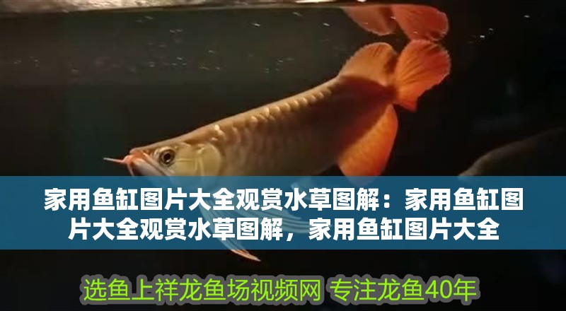 家用魚缸圖片大全觀賞水草圖解:家用魚缸圖片大全觀賞水草圖解,家用魚缸圖片大全 觀賞魚百科 第2張 家用魚缸圖片大全觀賞水草圖解:家用魚缸圖片大全觀賞水草圖解,家用魚缸圖片大全 家用魚缸圖片大全觀賞水草圖解:家用魚缸圖片大全觀賞水草圖解,家用魚缸圖片大全 觀賞魚百科 第2張