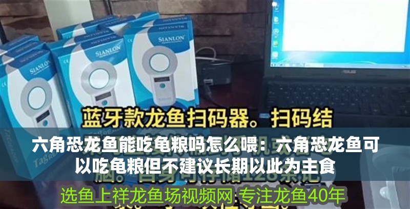 六角恐龍魚能吃龜糧嗎怎么喂：六角恐龍魚可以吃龜糧但不建議長期以此為主食