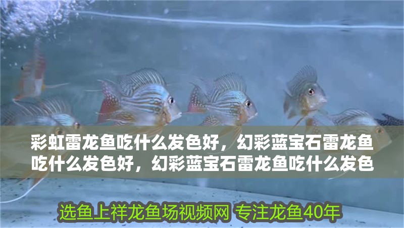 彩虹雷龍魚吃什么發(fā)色好，幻彩藍寶石雷龍魚吃什么發(fā)色好，幻彩藍寶石雷龍魚吃什么發(fā)色好