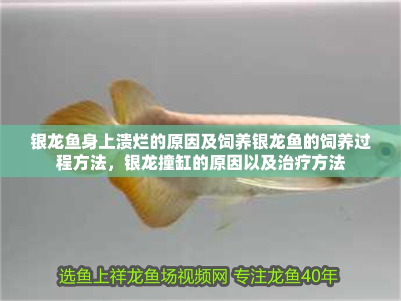 銀龍魚身上潰爛的原因及飼養銀龍魚的飼養過程方法，銀龍撞缸的原因以及治療方法