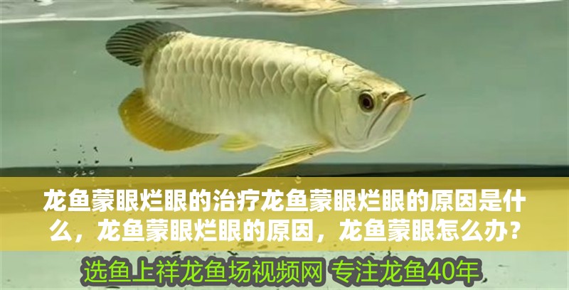 龍魚蒙眼爛眼的治療龍魚蒙眼爛眼的原因是什么，龍魚蒙眼爛眼的原因，龍魚蒙眼怎么辦？