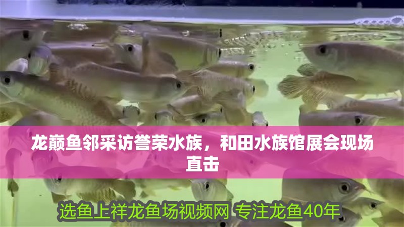 龍巔魚鄰采訪譽榮水族，和田水族館展會現場直擊