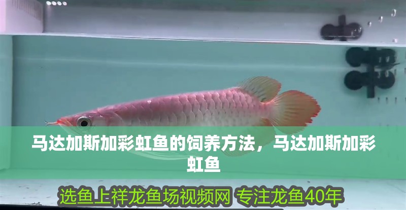 馬達加斯加彩虹魚的飼養方法，馬達加斯加彩虹魚
