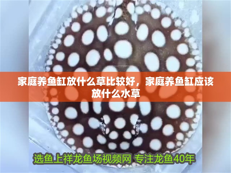 家庭養魚缸放什么草比較好，家庭養魚缸應該放什么水草