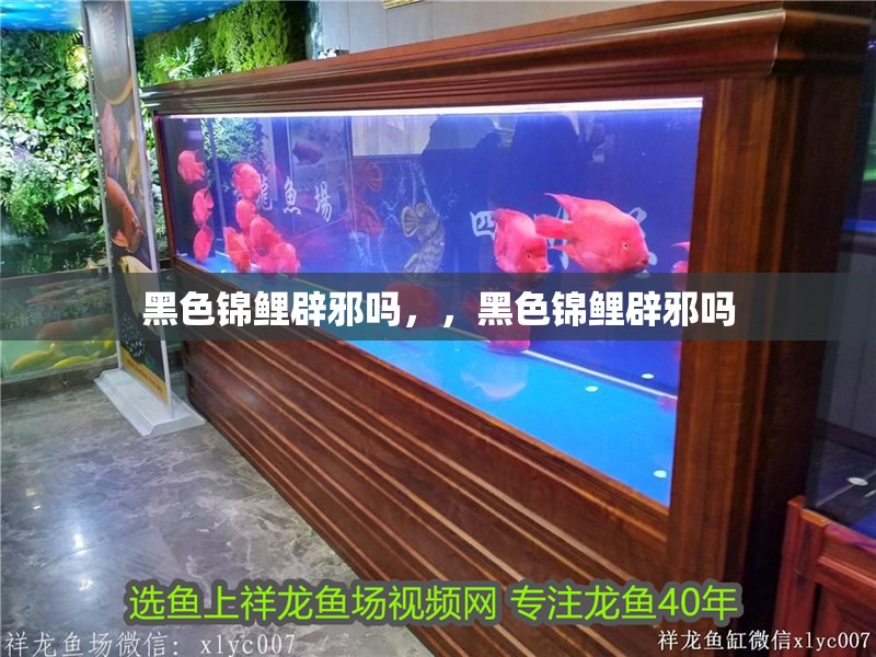 黑色錦鯉辟邪嗎，，黑色錦鯉辟邪嗎