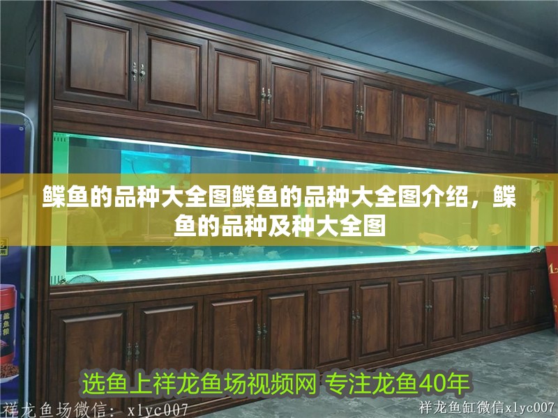 鰈魚的品種大全圖鰈魚的品種大全圖介紹，鰈魚的品種及種大全圖