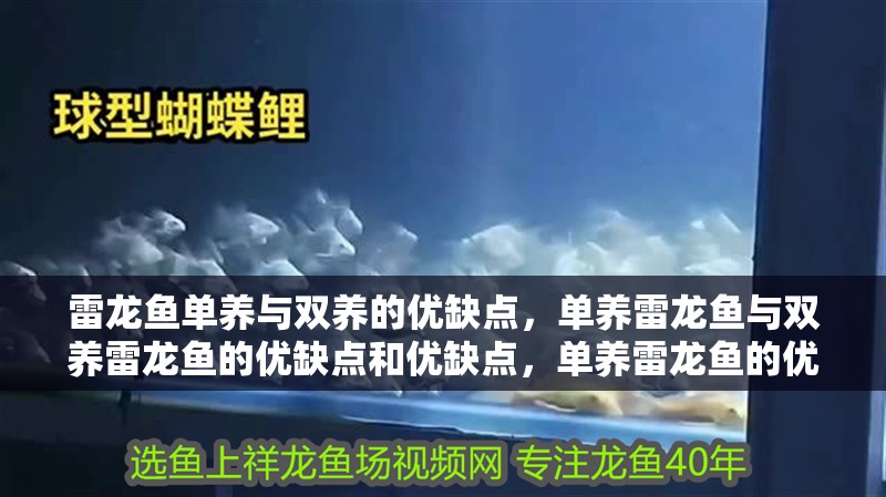 雷龍魚單養與雙養的優缺點，單養雷龍魚與雙養雷龍魚的優缺點和優缺點，單養雷龍魚的優缺點