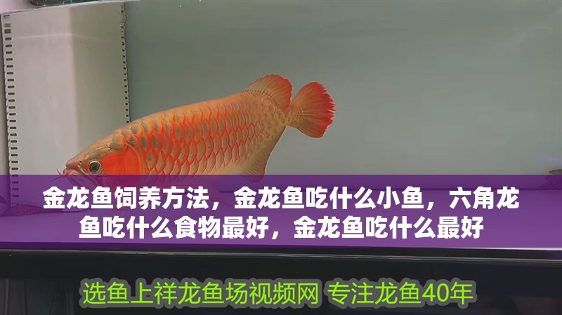 金龍魚飼養方法，金龍魚吃什么小魚，六角龍魚吃什么食物最好，金龍魚吃什么最好