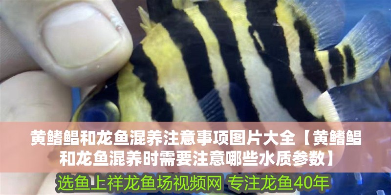 黃鰭鯧和龍魚混養(yǎng)注意事項圖片大全【黃鰭鯧和龍魚混養(yǎng)時需要注意哪些水質參數】