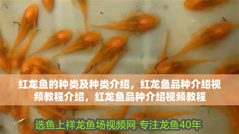 紅龍魚的種類及種類介紹，紅龍魚品種介紹視頻教程介紹，紅龍魚品種介紹視頻教程